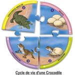 Cycle de vie