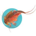 Triops et le monde des dinosaures – Image 4