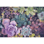 Puzzle de plantes succulentes - 1000pcs – Image 3
